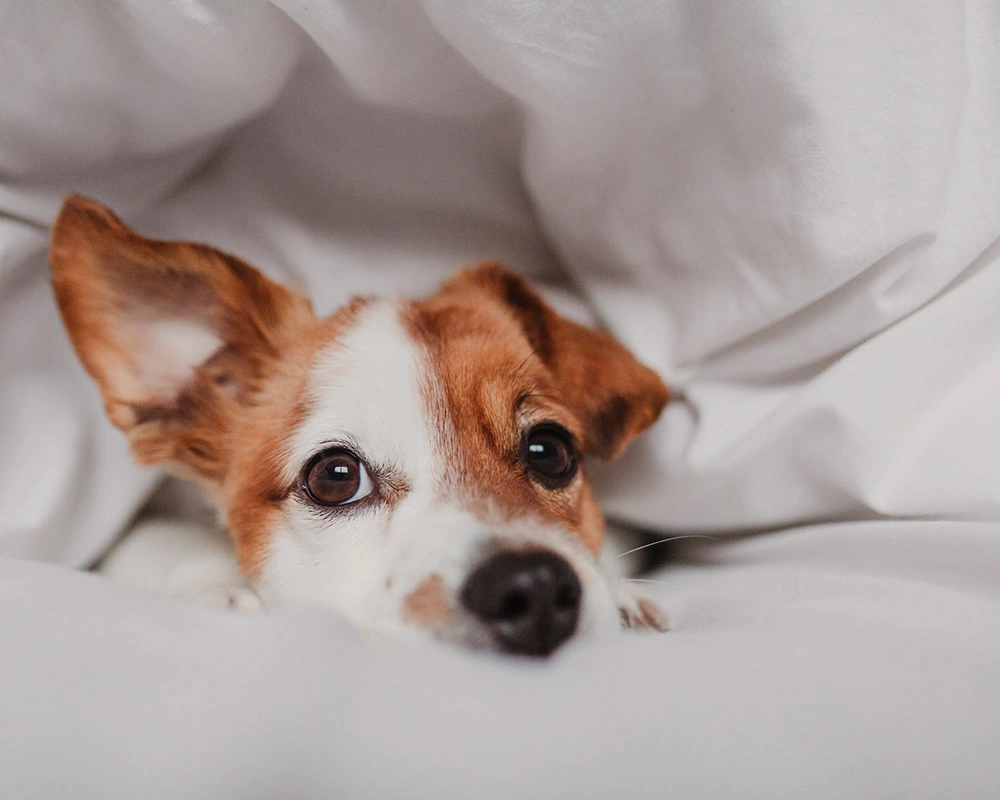 Pet Friendly Rooms