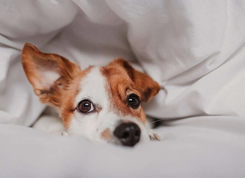 Pet Friendly Rooms